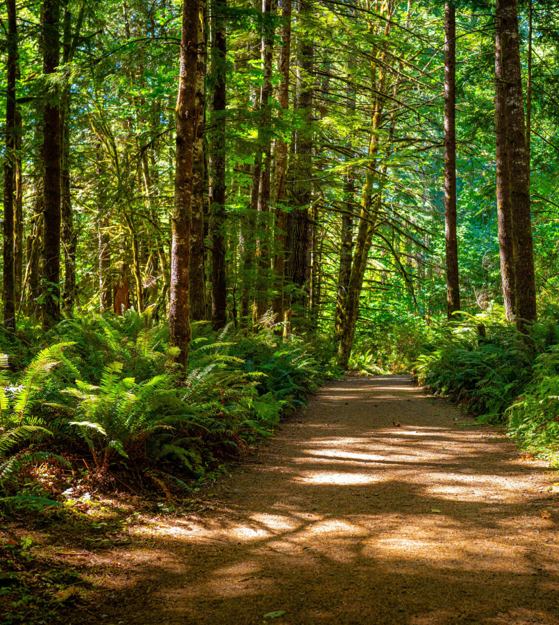 Woodland Way