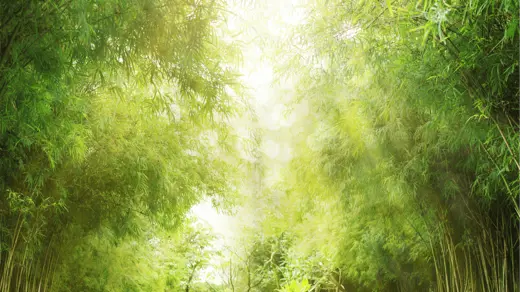 New SFDR categorisation framework enhances transparency in sustainable finance