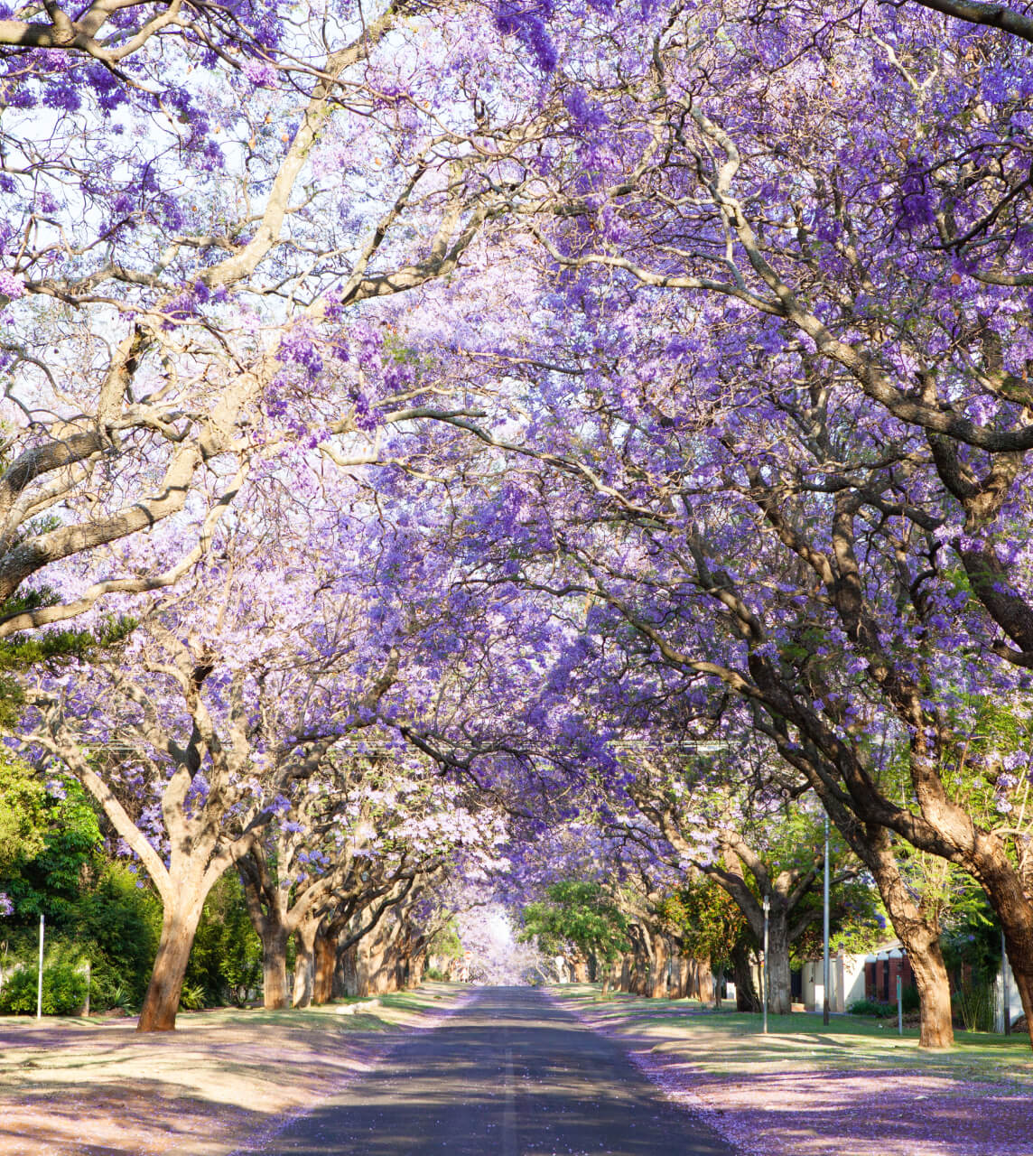 Avenue lined with purple flowering trees down either side of the road